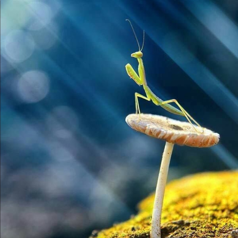 Meet your Posher, Angie